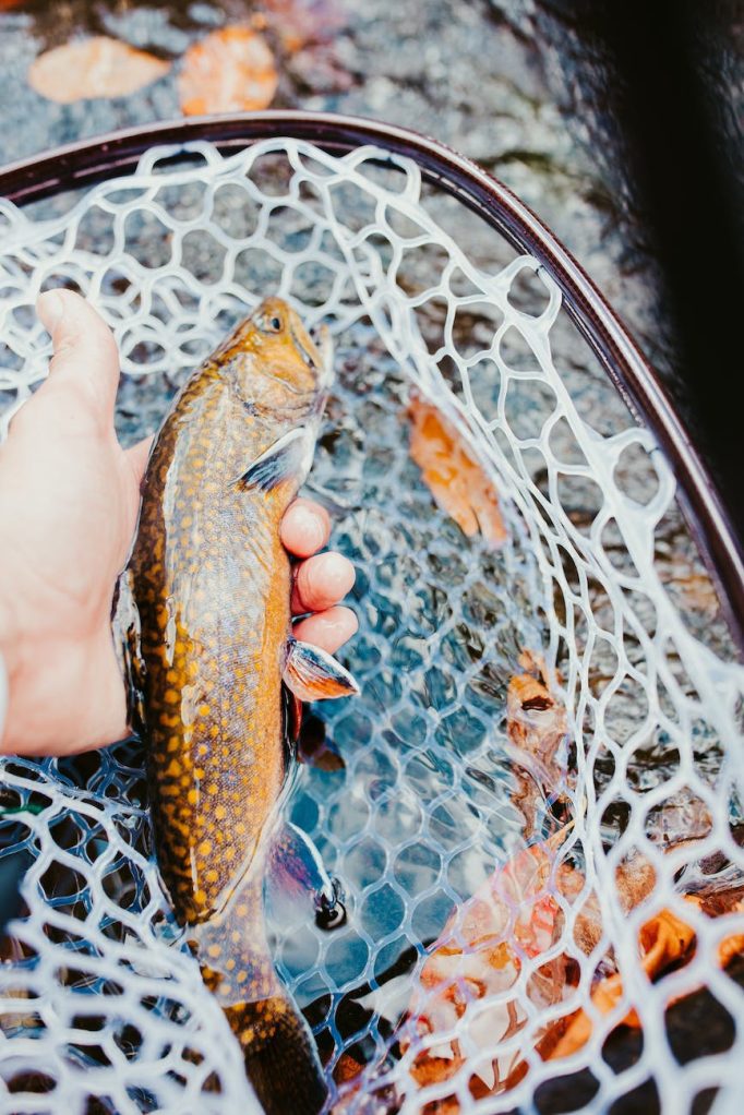 trout species guide on brook trout