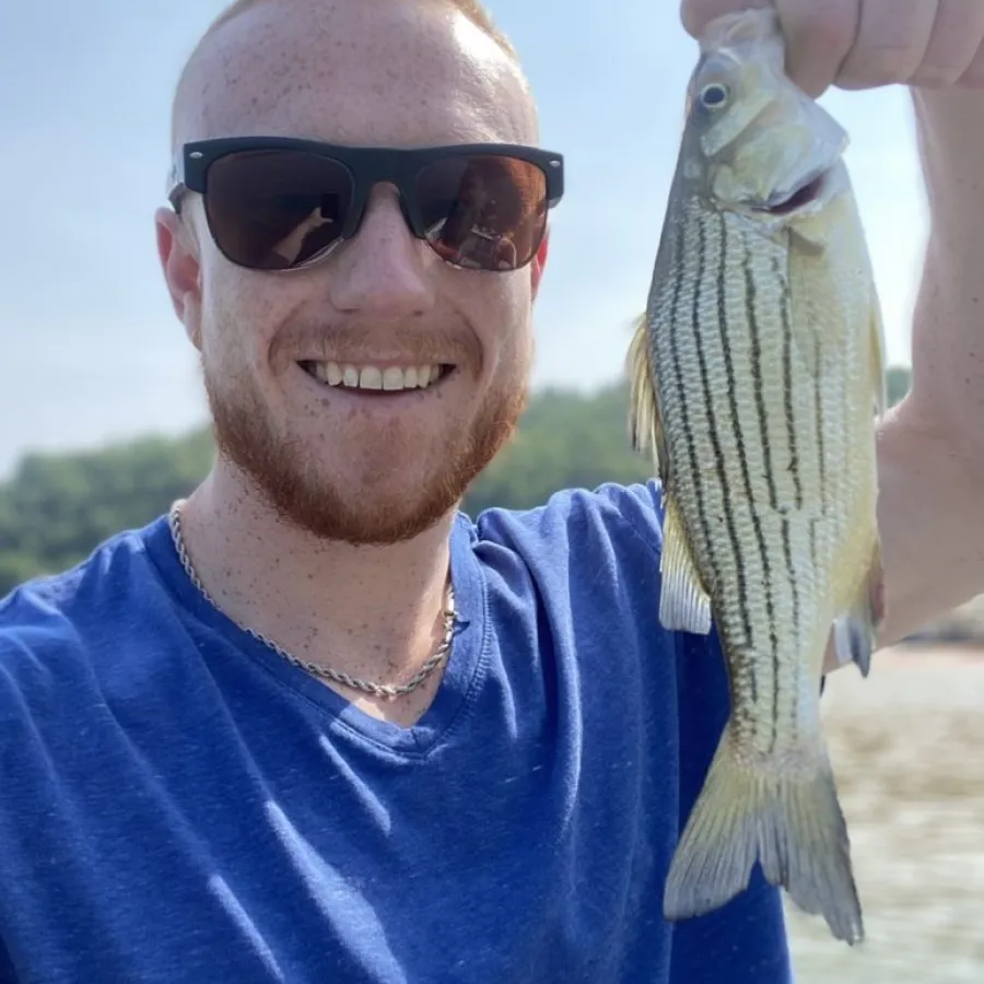 young striped bass caught trolling with a crankbait