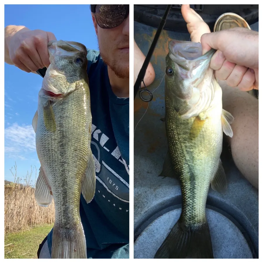 caught spotted bass and largemouth bass