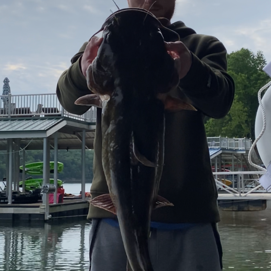 flathead catfish are an easy fish to catch