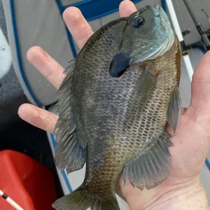 Sunfish are incredibly easy fish to catch