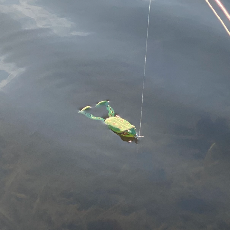spro frog sitting on top of the water