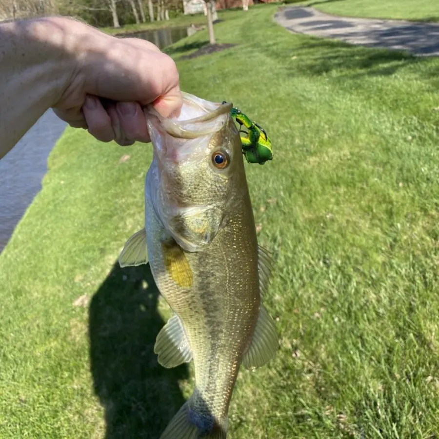 bass caught on a prop frog