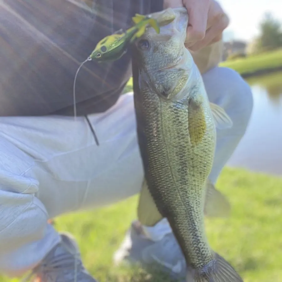 bass caught on a lunkerhunt prop frog